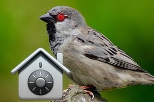 删除 Mac 上的 Silver Sparrow 恶意软件（4 个解决方案）